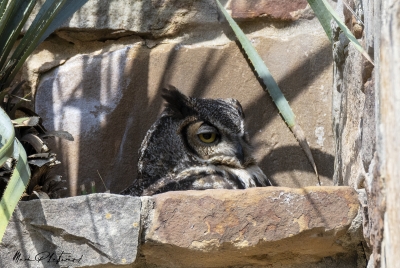 Athena Great Horned Owl 2025